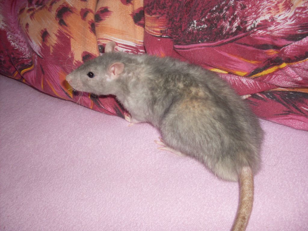 alvin